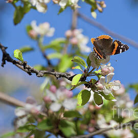 Monarch Butterfly on Cherry Tree by Tatiana Travelways