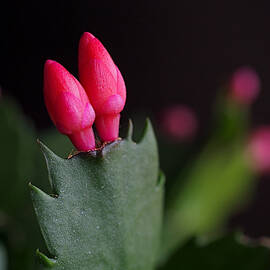 Christmas Cactus Double Joy by Rona Black