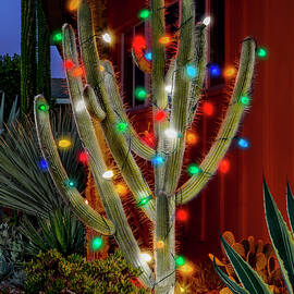 Christmas Cactus by Kelley King