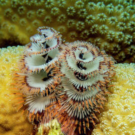 Christmas Tree Worms by Jean Noren