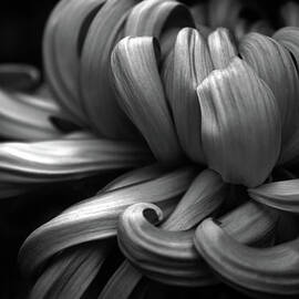 Chrysanthemum Curls Monochrome by Jessica Jenney