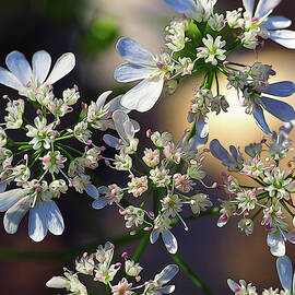 Cilantro Oddities by Joe Schofield