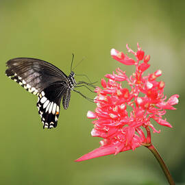 Citrus Swallowtail by Grant Glendinning