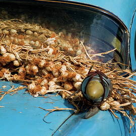 Classic American car with trailer full of garlic by Sami Sarkis Photography
