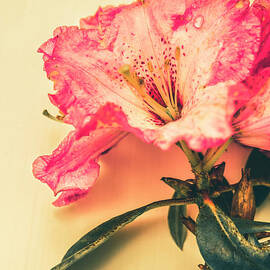 Classical pastel flower clipping by Jorgo Photography