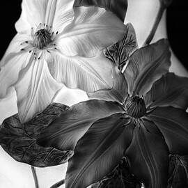 Clematis Overlay by Jessica Jenney