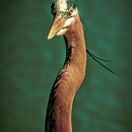 Close-up of a Great Blue Heron by Stefano Senise