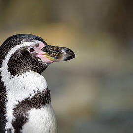 Close up portrait of Humboldt penguin by Miroslav Liska