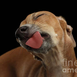 Closeup Cute Italian Greyhound Dog Licked with pleasure isolated Black by Sergei Taran