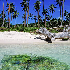 Coconut trees along Siviri Beach on the island of Efate by Sami Sarkis Photography