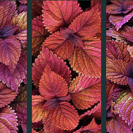 Coleus Collage by Jessica Jenney