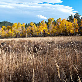 Colorado Autumn Meadow Grasses and Mountain Scene by Cascade Colors