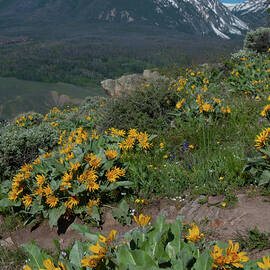 Colorado Spring Wildflower and Mountain Portrait by Cascade Colors