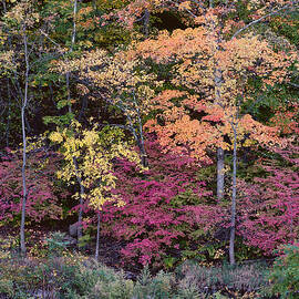 Colorful Fall Foliage by Rona Black