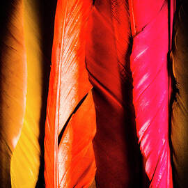 Colourful feather art by Jorgo Photography