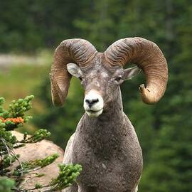 Coming Over The Ridge by Adam Jewell