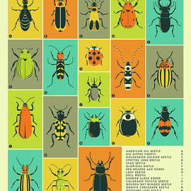 COMMON BEETLES OF NORTH AMERICA by Jazzberry Blue