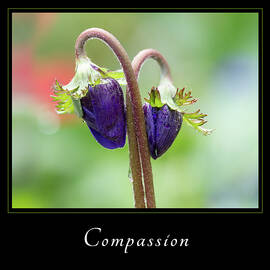 compassion 1 by Mary Jo Allen