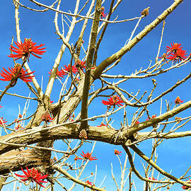 Coral Tree by Alison Frank