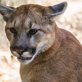Cougar Portrait by Flees Photos