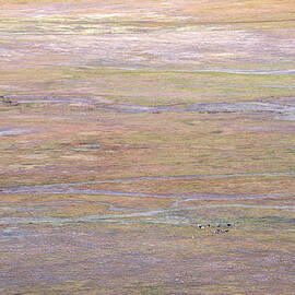 Cows on Pastel Pastures by Alexander Kunz