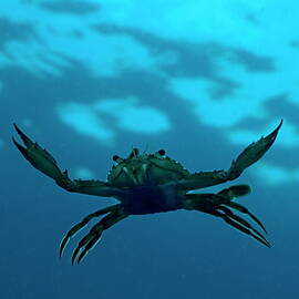 Crab swimming in the blue water by Sami Sarkis Photography