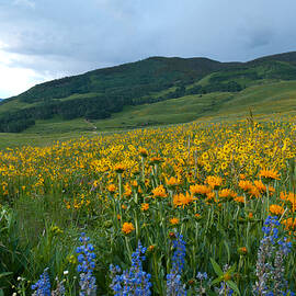 Crested Butte Evening Wildflowers and Mountains by Cascade Colors
