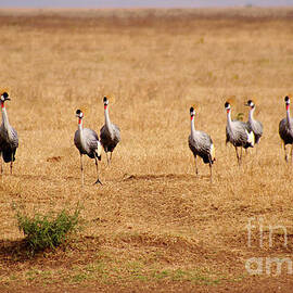 Crowned Cranes in Ngorongoro Crater by Bruce Block