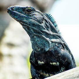 Ctenosaura by David Morefield