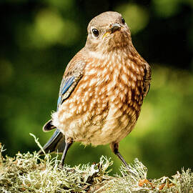 Cute Bluebird Adolescent by Jean Noren