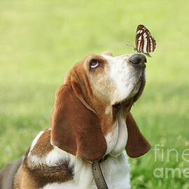 Cute dog with butterfly on his nose by Jelena Jovanovic