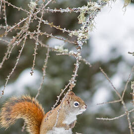 Cute Little Red in Winter by Natural Focal Point Photography