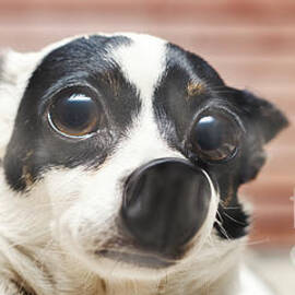 Cute surprised dog pressed up against glass window by Jorgo Photography