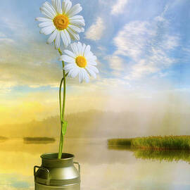 Daisies in the summer morning by Veikko Suikkanen