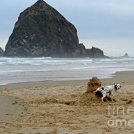 Dalmatian Peeing on Sandcastle by Bruce Block