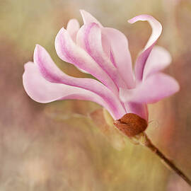 Dancing Magnolia by Mary Jo Allen