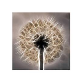Dandelion Triptych by Louis Dallara