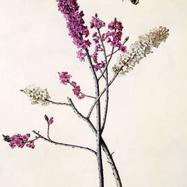Daphne Mezereum with butterfly by Georg Dionysius Ehret