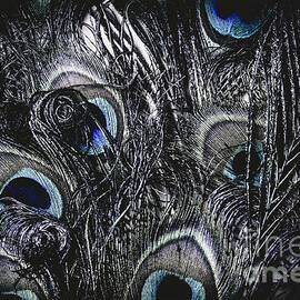 Dark blue peacock feathers  by Jorgo Photography