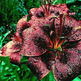 Dark Lily by Onedayoneimage Photography