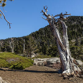 Dead Tree by Ed Clark