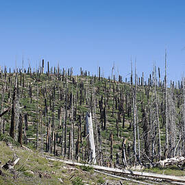 Dead Wood by Kelley King