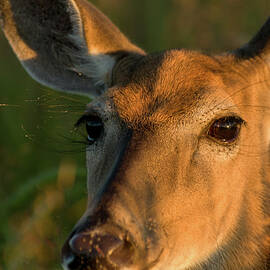 Deer Head Shot by Louis Dallara