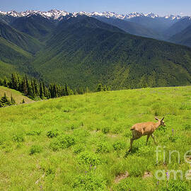 Deer near Hurricane Ridge in Olympic National Park by Bruce Block