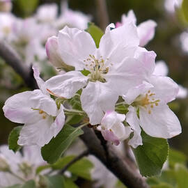 Delicate Apple Blossoms by Rona Black
