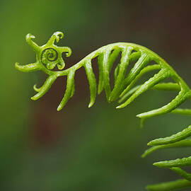Delicate Fern Frond Spiral by Rona Black