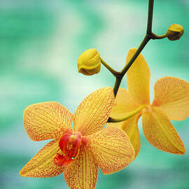 Dendrobium by Allan Seiden - Printscapes