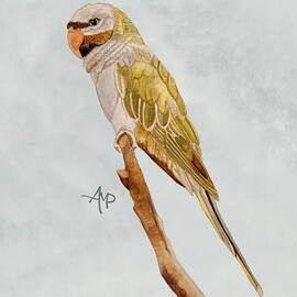 Derbyan Parakeet by Angeles M Pomata