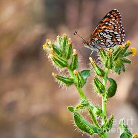 Desert spring life by Tatiana Travelways