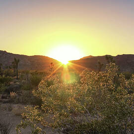 Desert Sunset by Alison Frank